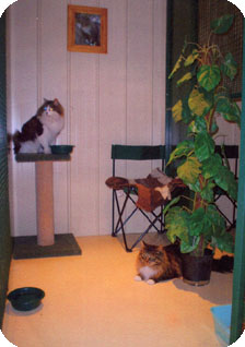 4Paws Pearcedale Cattery